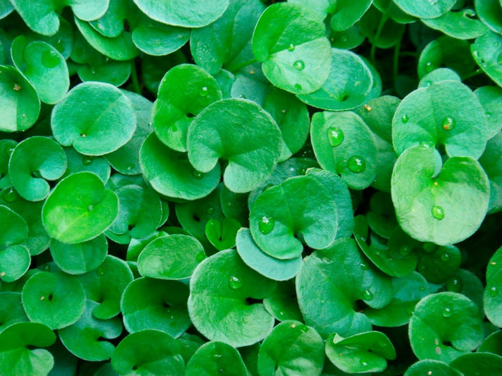 Dichondra Plant Seeds for Planting, Fresh - NON GMO Seeds