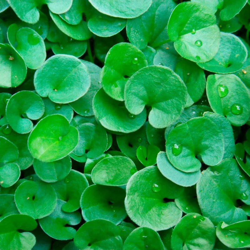 Heirloom Non-GMO Dichondra Plant Seeds – Decorative Ground Cover for Garden Planting