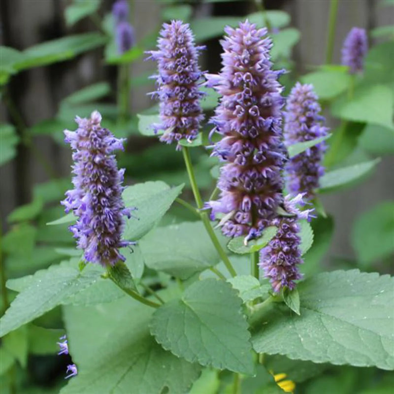 Hyssop Flower Seeds Heirloom Non GMO Planting - 100 pcs