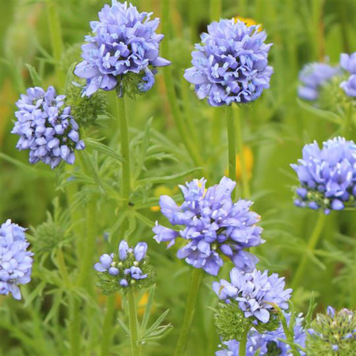 Heirloom Non-GMO Globe Gilia Flower Seeds for Planting – Drought-Tolerant Pollinator-Friendly Garden Blooms