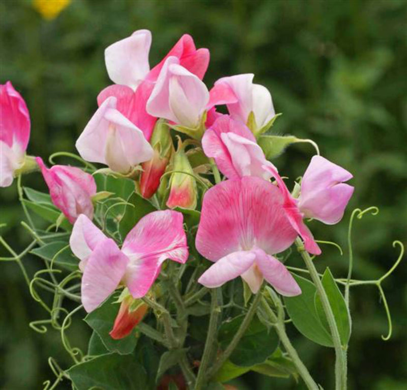 Sweet Pea Cupid Flower Seeds – Heirloom Non-GMO Seeds for Fragrant and Compact Garden Planting