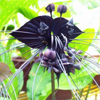 Heirloom Non-GMO Black Butterfly Orchid Flower Seeds for Planting ƒ?? Rare Exotic Blooms for planting in your garden.