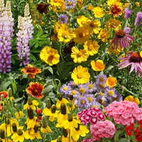 Mixed Oenothera Flower Seeds for Planting - 100 pcs
