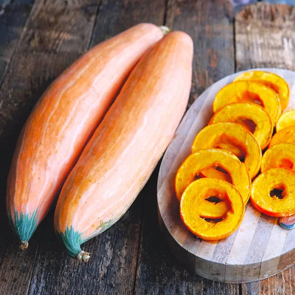 North Georgia Candy Roaster Squash Seeds for Home Garden Planting | Heirloom Non-GMO