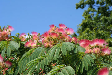 Heirloom Non-GMO Albizia Julibrissin Flower Seeds for Planting - Non-GMO for planting in home garden