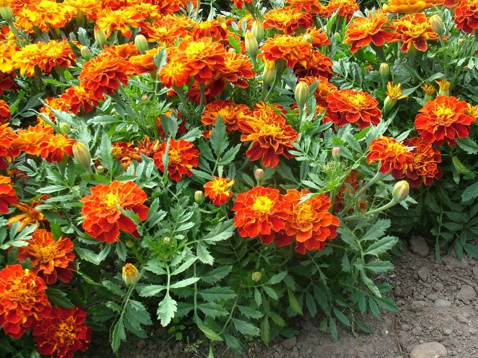 Organic Heirloom Non-GMO Mixed Sinensis Patula Seeds for Planting – Vibrant Blooms