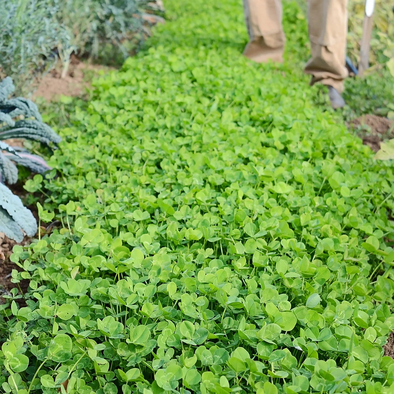 Miniature Clover Seeds for Ground Cover, Lawns, Garden Beds & Outdoor Landscapes