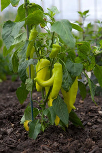 Yellow Bedder Macedonian Pepper Seeds for Planting heirloom & Non-GMO Seeds