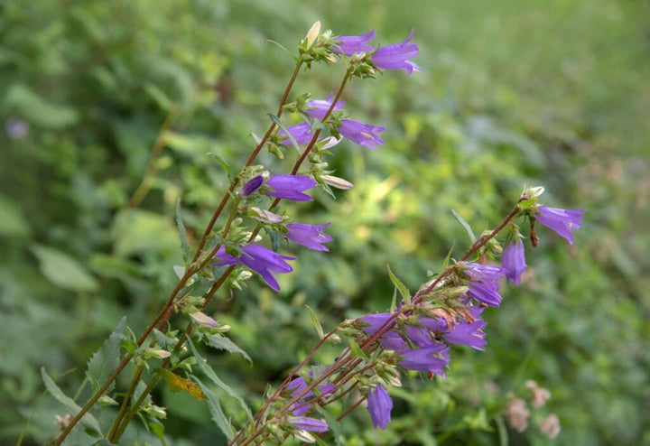 Heirloom Bell Flower Seeds, Non-GMO Charming Blooms for Cottage-Style Garden Planting