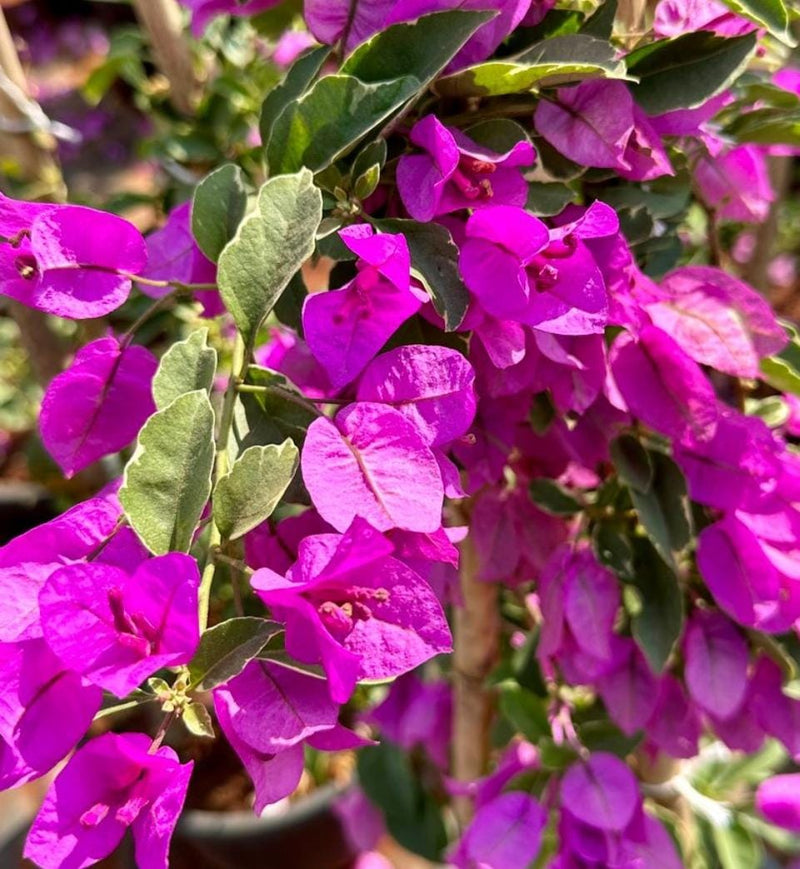 Bougainvillea Flower Seeds for Planting, 100 pcs