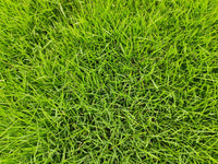 Zoysia Matrella Grass Seed
