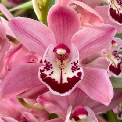 Beautiful Cymbidium Orchid flowers displayed as an indoor and outdoor ornamental plant

