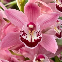 Beautiful Cymbidium Orchid flowers displayed as an indoor and outdoor ornamental plant

