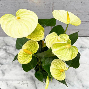 Yellow Anthurium Andraeanu Flower Seeds for Planting - NON GMO Seeds