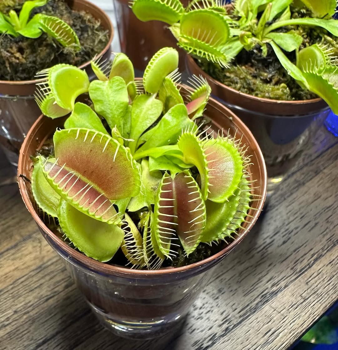 Green Venus Fly Trap Seeds – Heirloom, Non-GMO Carnivorous Plant Seeds for Planting