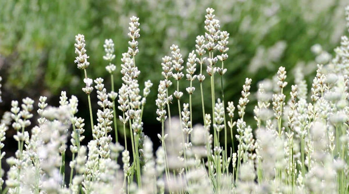 Heirloom Non-GMO White Lavender Seeds ƒ?? Elegant Blooms for Serene Gardens