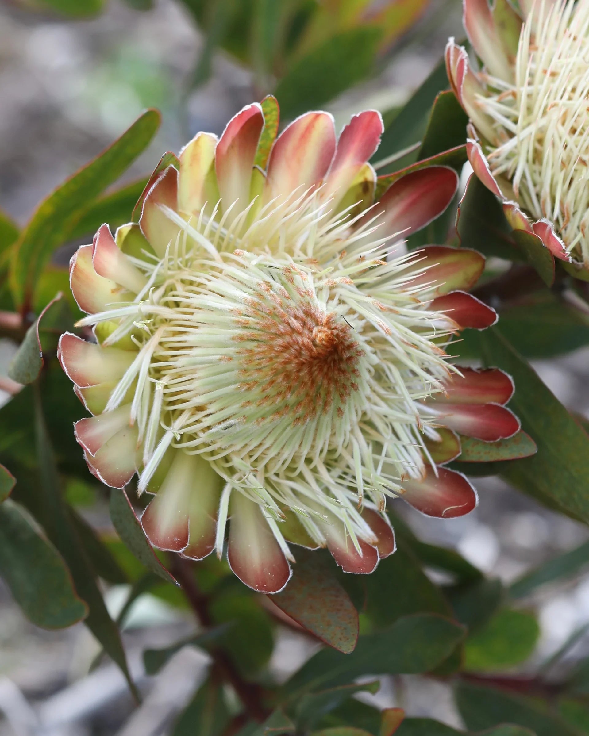 Protea Flower Seeds Heirloom Non GMO Planting - 100 pcs