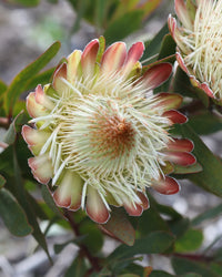 Protea Flower Seeds Heirloom Non GMO Planting - 100 pcs