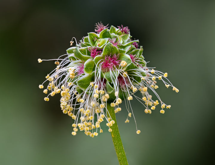 Heirloom Non-GMO Sanguisorba Flower Seeds for Planting – Unique Ornamental Garden Seeds