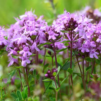 Thymus Serpyllum Flower Seeds for Planting, Heirloom, Non-GMO, 100 pcs