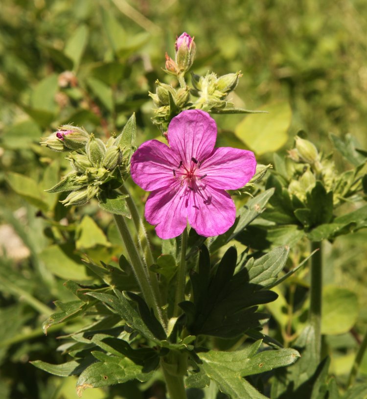 Heirloom Non-GMO Geranium viscosissimum Flower Seeds for Planting â€“ Vibrant Garden Blooms