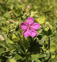 Heirloom Non-GMO Geranium viscosissimum Flower Seeds for Planting â€“ Vibrant Garden Blooms