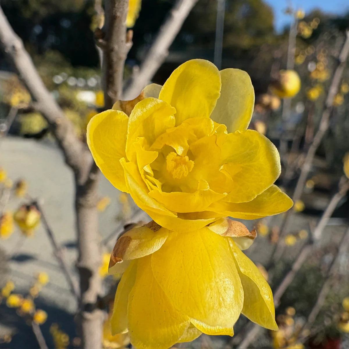 Chimonanthus Wintersweet Flower Seeds – Heirloom, Non-GMO Flower Seeds for Planting
