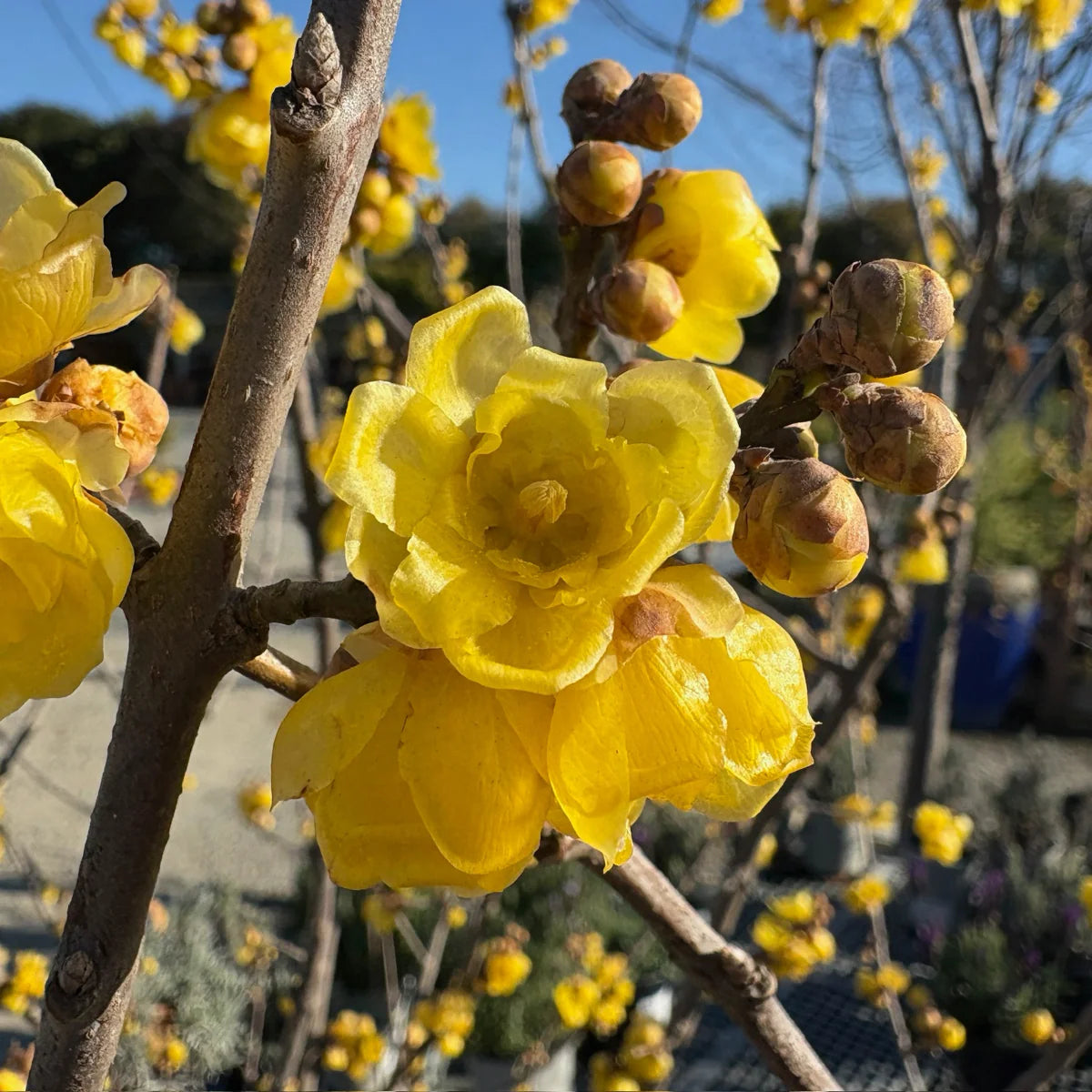 Chimonanthus Wintersweet Flower Seeds – Heirloom, Non-GMO Flower Seeds for Planting