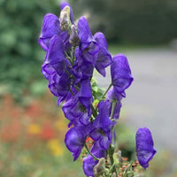 Monkshood Poisonous Flower Seeds for Planting - NON GMO Seeds