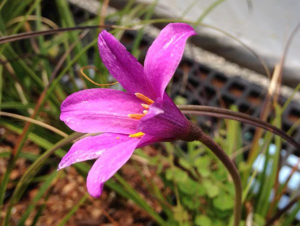 Heirloom Xerophyta Viscosa Flower Seeds, Non-GMO Drought-Tolerant Blooms for Garden Planting