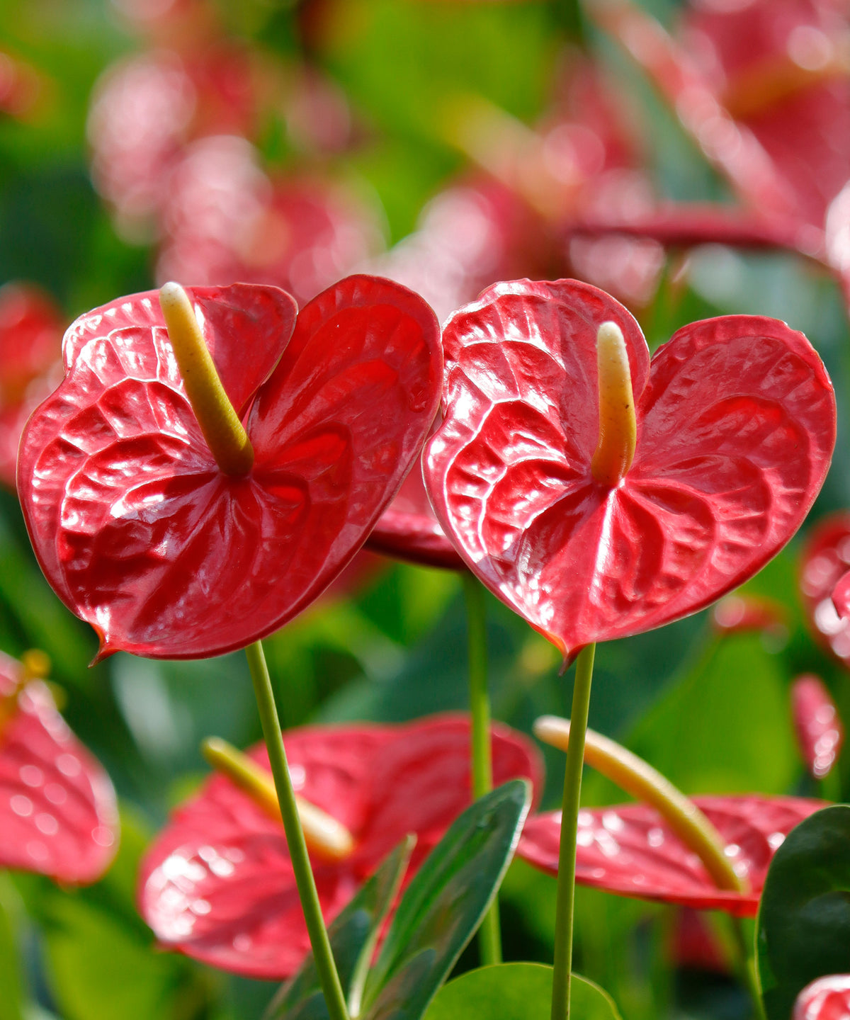 Red Anthurium Flower Seeds for Planting - Heirloom and Non-GMO garden seeds
