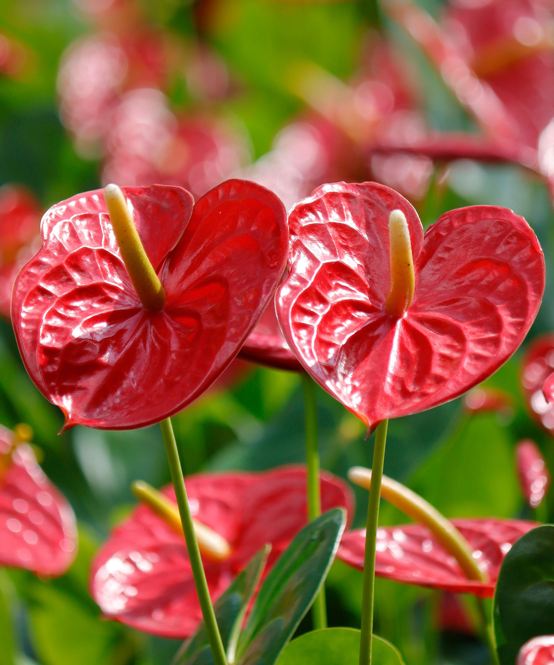 Red Anthurium Flower Seeds for Planting - Heirloom and Non-GMO garden seeds