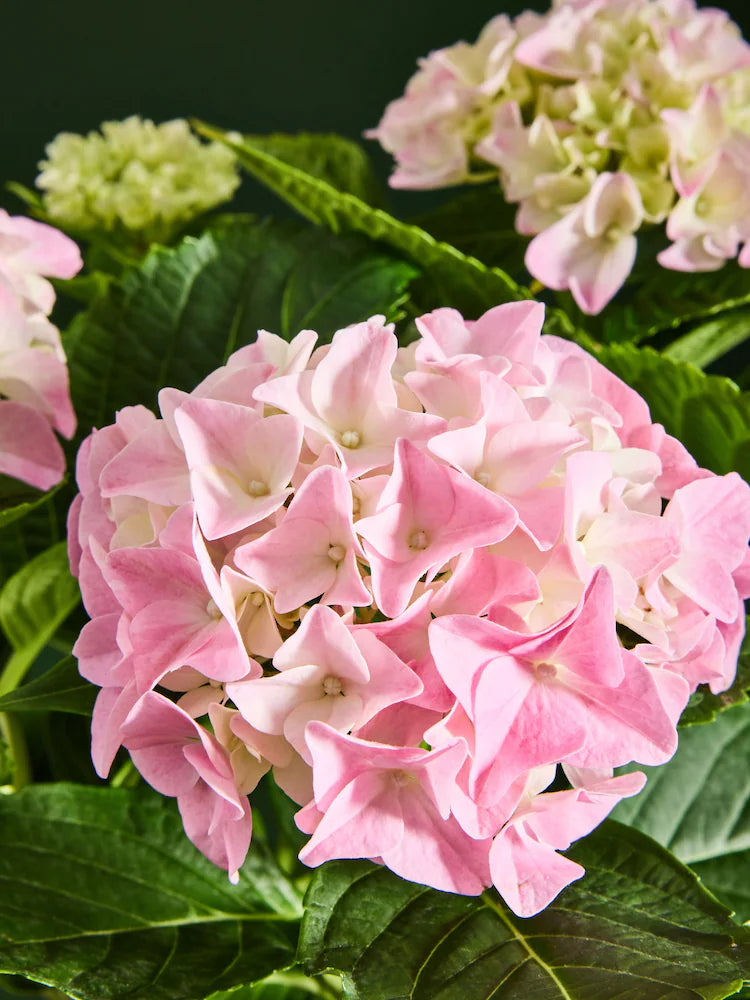 Heirloom Light Pink Hydrangea Flower Seeds, Non-GMO Soft Blooms for Planting