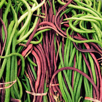 Yard Long Bean Vigna unguiculata seeds for planting in vegetable patch