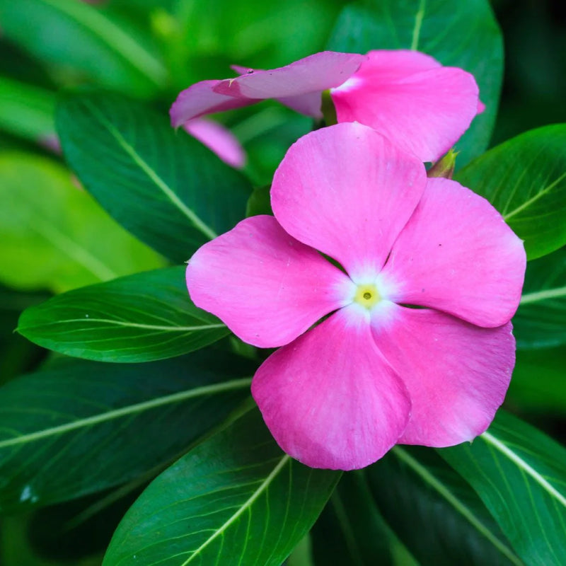 Heirloom Madagascar Flower Seeds for Garden Planting, Non-GMO, Tropical Blooms for Vibrant Landscapes