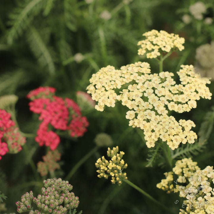 Mixed Yarrow Flower Seeds ƒ?? Heirloom, Non-GMO Flower Seeds for Planting