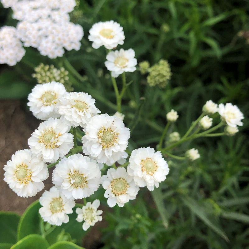 Yarrow Superior Flower Seeds Heirloom Non GMO Planting - 100 pcs