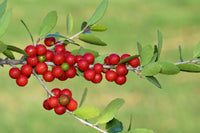Heirloom Yaupon Flower Seeds, Non-GMO Caffeine-Rich Holly Blooms for Native Garden Planting for planting in home garden