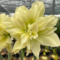 Yellow Sunrise Amaryllis growing in a decorative indoor planter and garden setting.