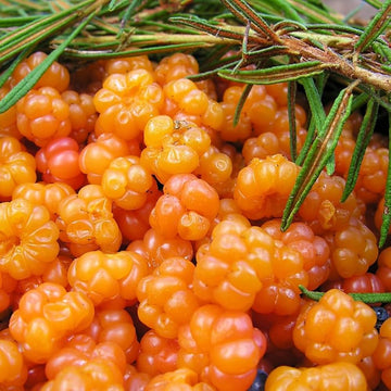Young Cloudberry plants growing in a well-maintained garden bed.