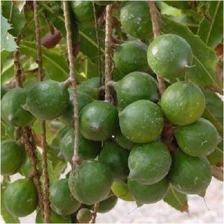Young Macadamia nut tree plant with green leaves growing outdoors