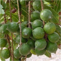 Young Macadamia nut tree plant with green leaves growing outdoors