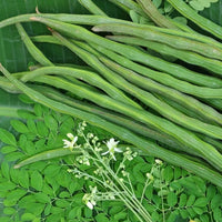 Young Moringa Oleifera tree growing with healthy green foliage in a garden.