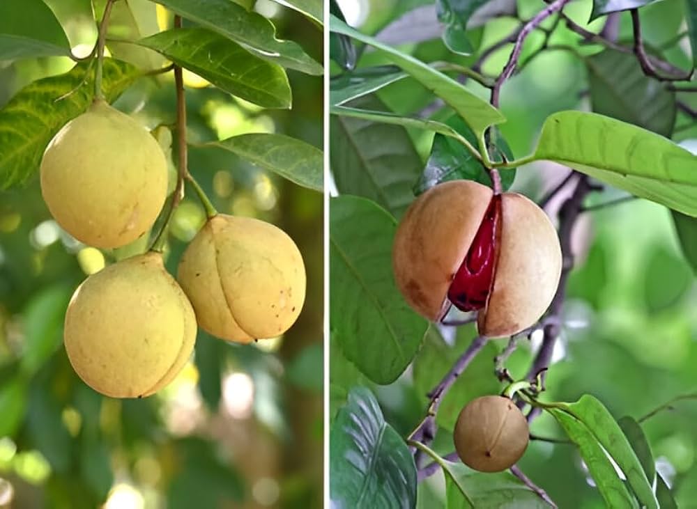 Young Nutmeg Tree plant with lush green leaves growing in a garden setting