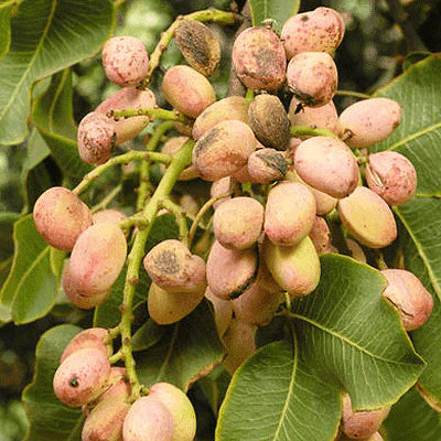 Young Pistacia vera tree with healthy green foliage growing outdoors.