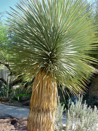 Heirloom Yucca Thompsoniana Plant Seeds, Non-GMO Drought-Resistant Shrub for Garden Planting for planting in home garden