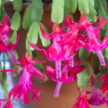 Purple Christmas Cactus live plant in a decorative pot for indoor spaces.