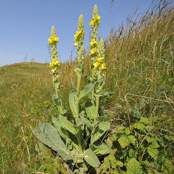 Great Mullein Herb Seeds