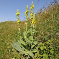Great Mullein Herb Seeds