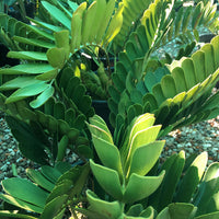 Green Zamia Furfuracea Plant Seeds for Planting - Heirloom and Non-GMO Garden Seeds
